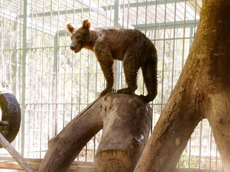 Oso que se dio pase con ‘miel loca’ es ‘bautizado’ y liberado (+ Video)