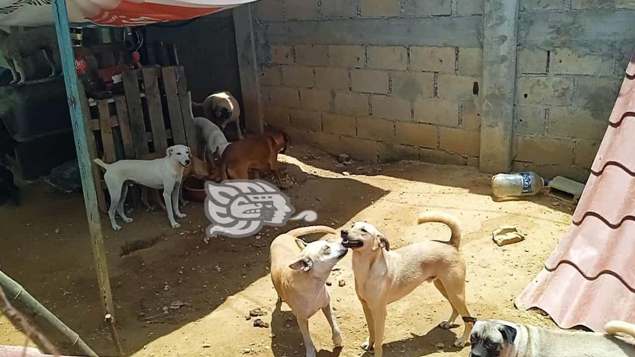 Construirán casas para resguardar a animales callejeros