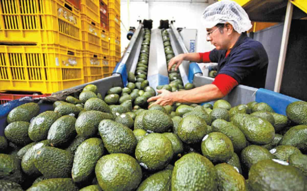 Cancelan exportación de aguacate de Michoacán a Estados Unidos por hechos violentos