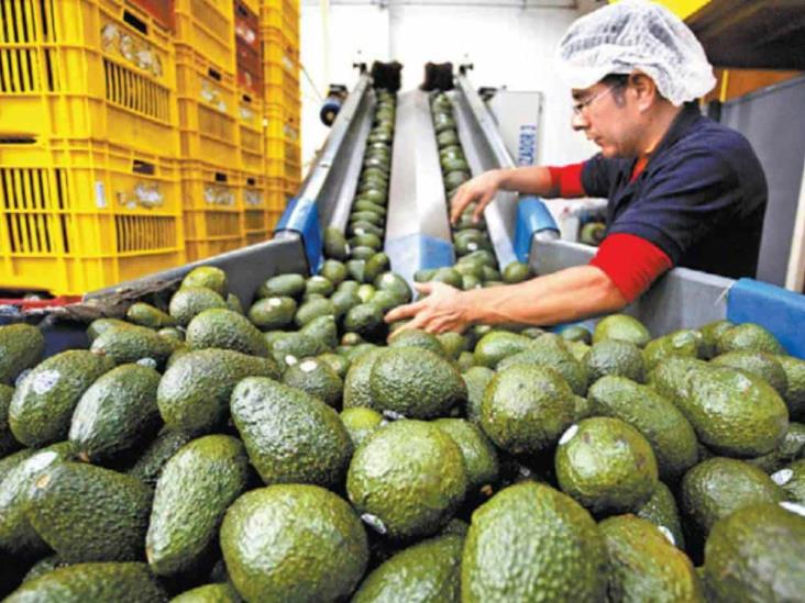 Cancelan exportación de aguacate de Michoacán a Estados Unidos por hechos violentos