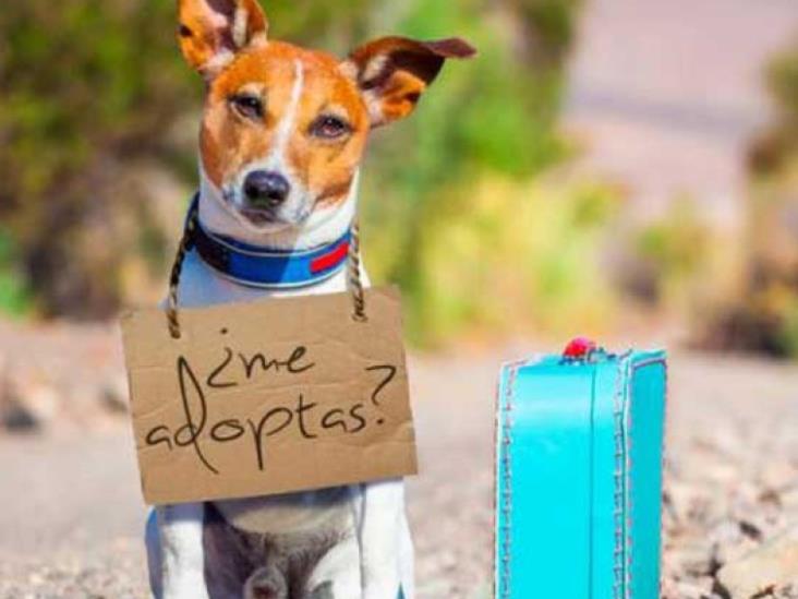 Realizarán desfile de adopción de mascotas en Veracruz