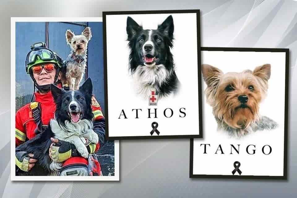 Dan 10 años de cárcel a sujeto que envenenó a perros rescatistas Athos y Tango