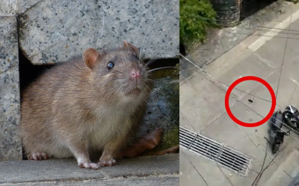 Graban como una rata sobrevivió a la caída desde lo alto de un edificio