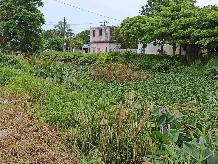 (+Video) Canal cercano a La Alameda, está tapizado de lirio acuático