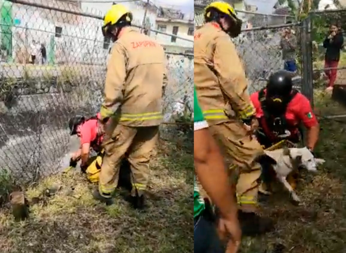 Video: Bomberos rescatan a perrito que fue arrastrado por la corriente en Zapopan