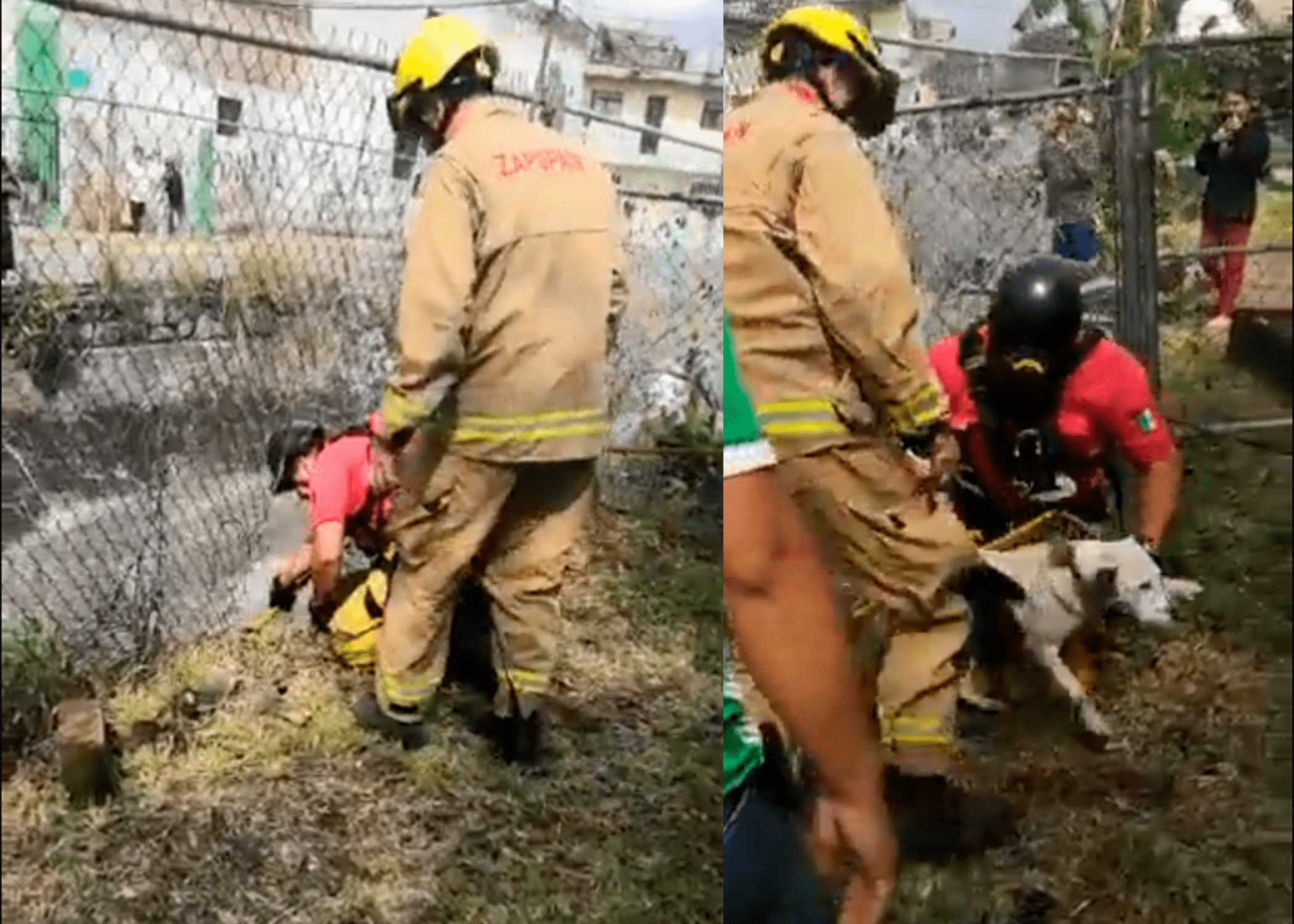 Video: Bomberos rescatan a perrito que fue arrastrado por la corriente en Zapopan