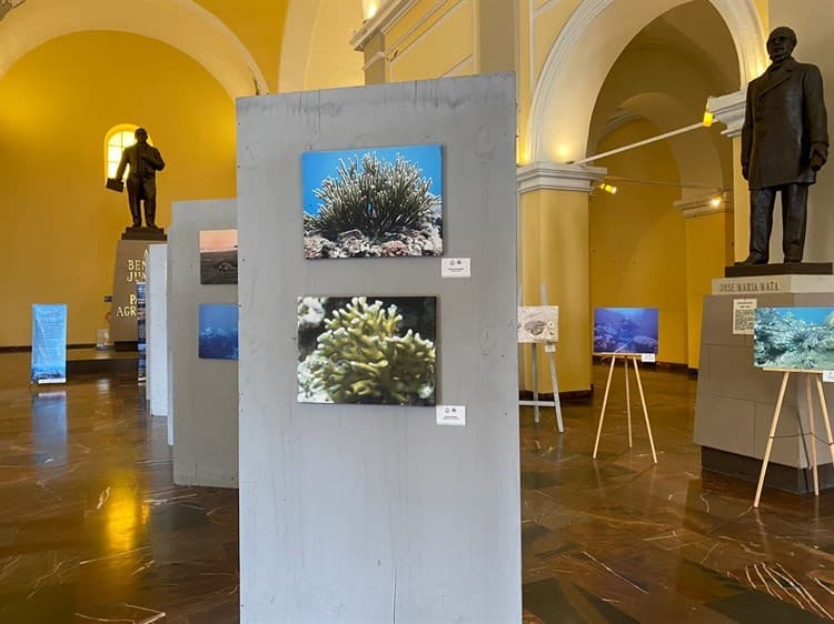 Celebran tres décadas de protección a arrecifes veracruzanos con fotos (+Video)