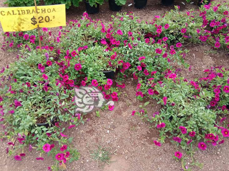 (+Video) Floricultores esperan recuperación económica, en confinamiento perdieron