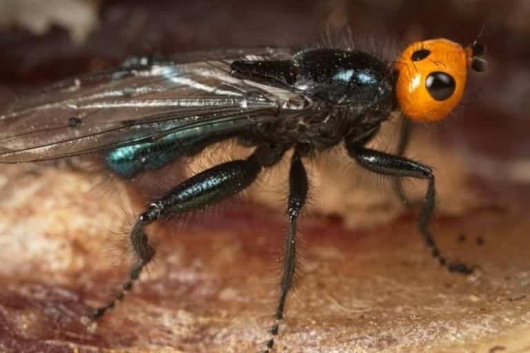 Reaparecen moscas carnívoras; se creían extintas hace 180 años