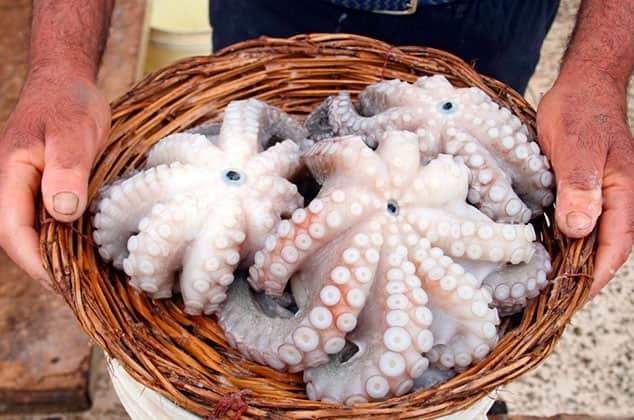 Baja reproducción de pulpo en Veracruz obliga a comercializar producto de Campeche