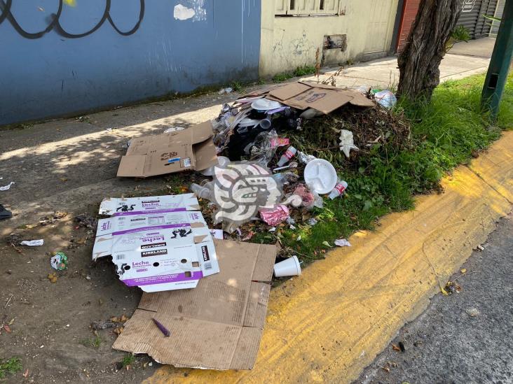 Vecinos de Xalapa denuncian acumulación de ratas muertas en 20 de Noviembre (+Video)