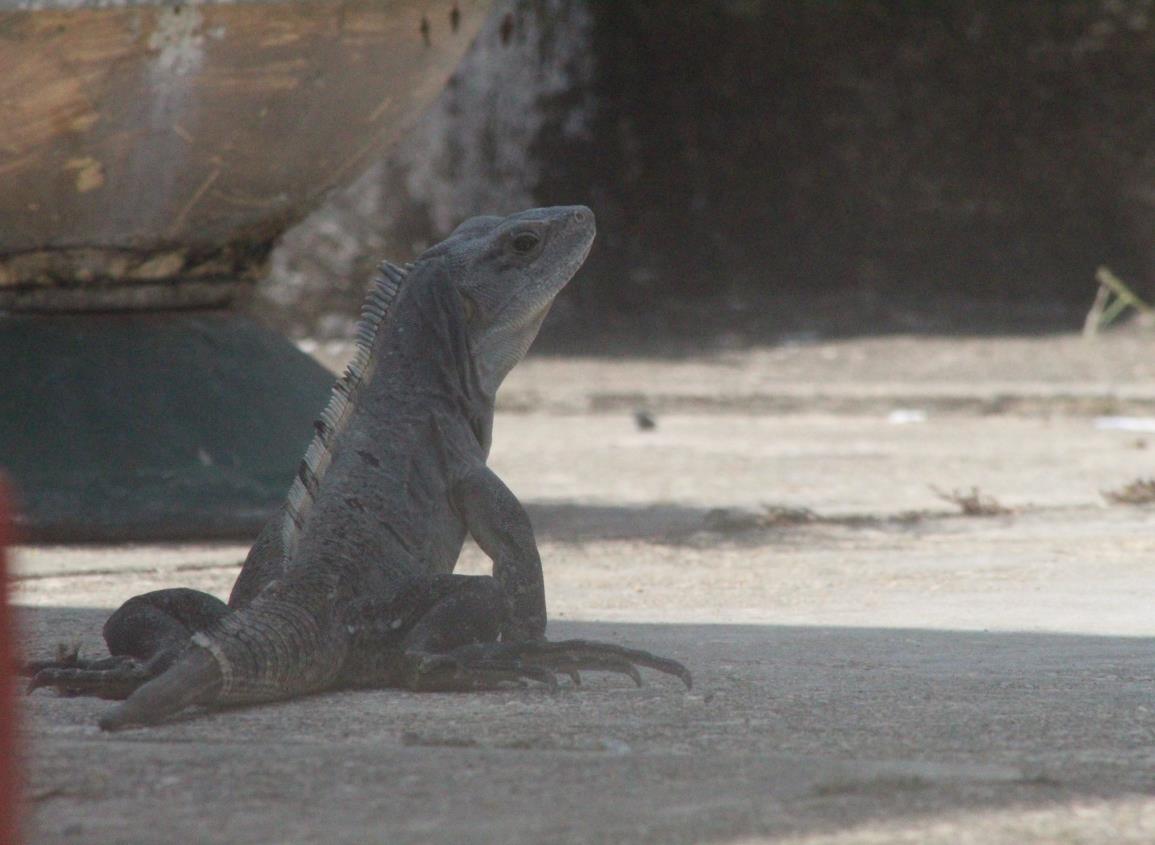 Aumentan casos de captura de reptiles por temporada de altas temperaturas