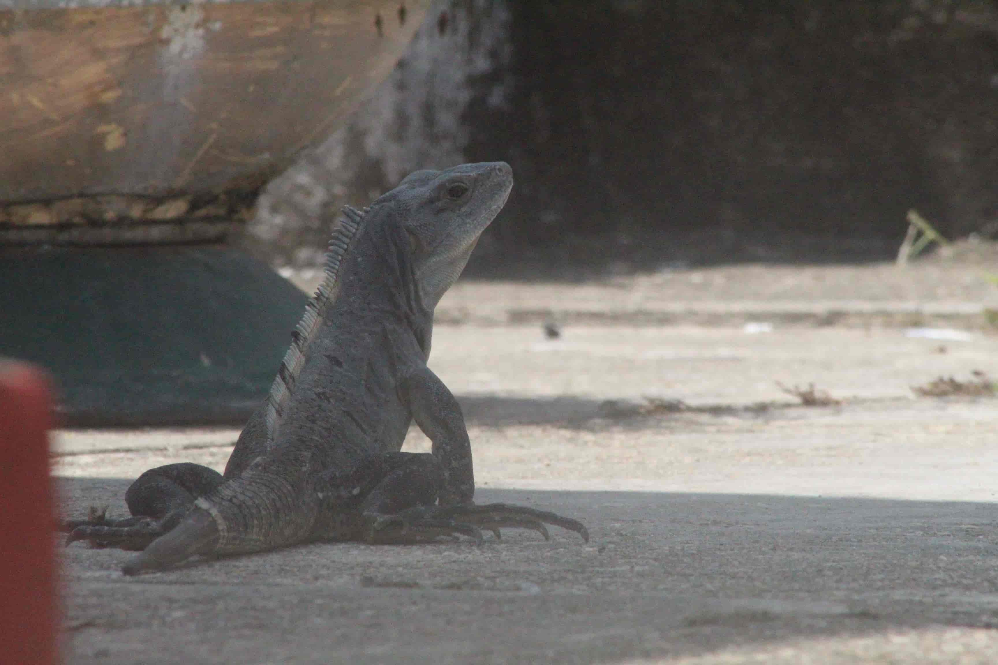 En Agua Dulce, altas temperaturas afectan a reptiles