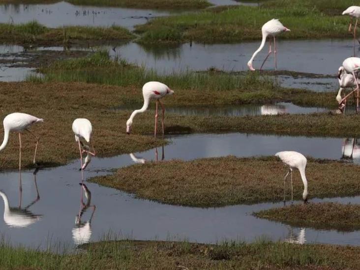 Cambio climático afecta a las aves migratorias en África