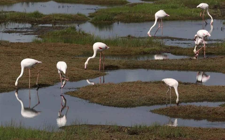 Cambio climático afecta a las aves migratorias en África