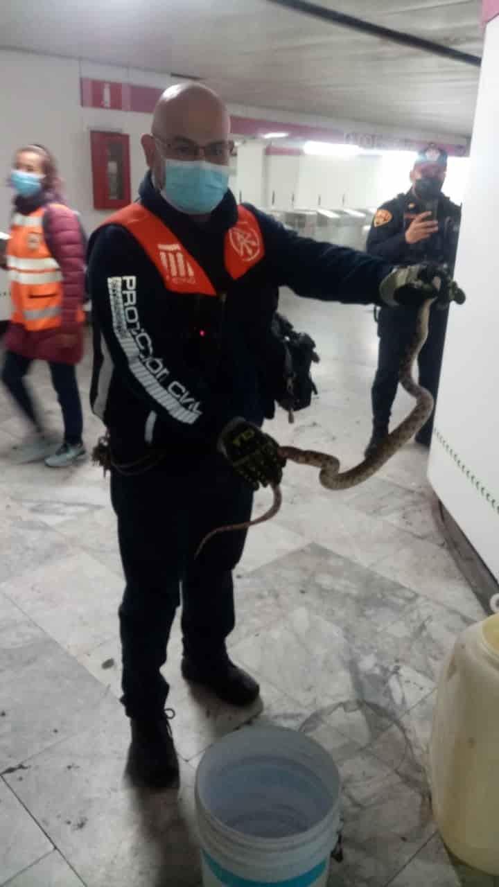 Encuentran serpiente en el Metro de la CDMX; mide más de un metro