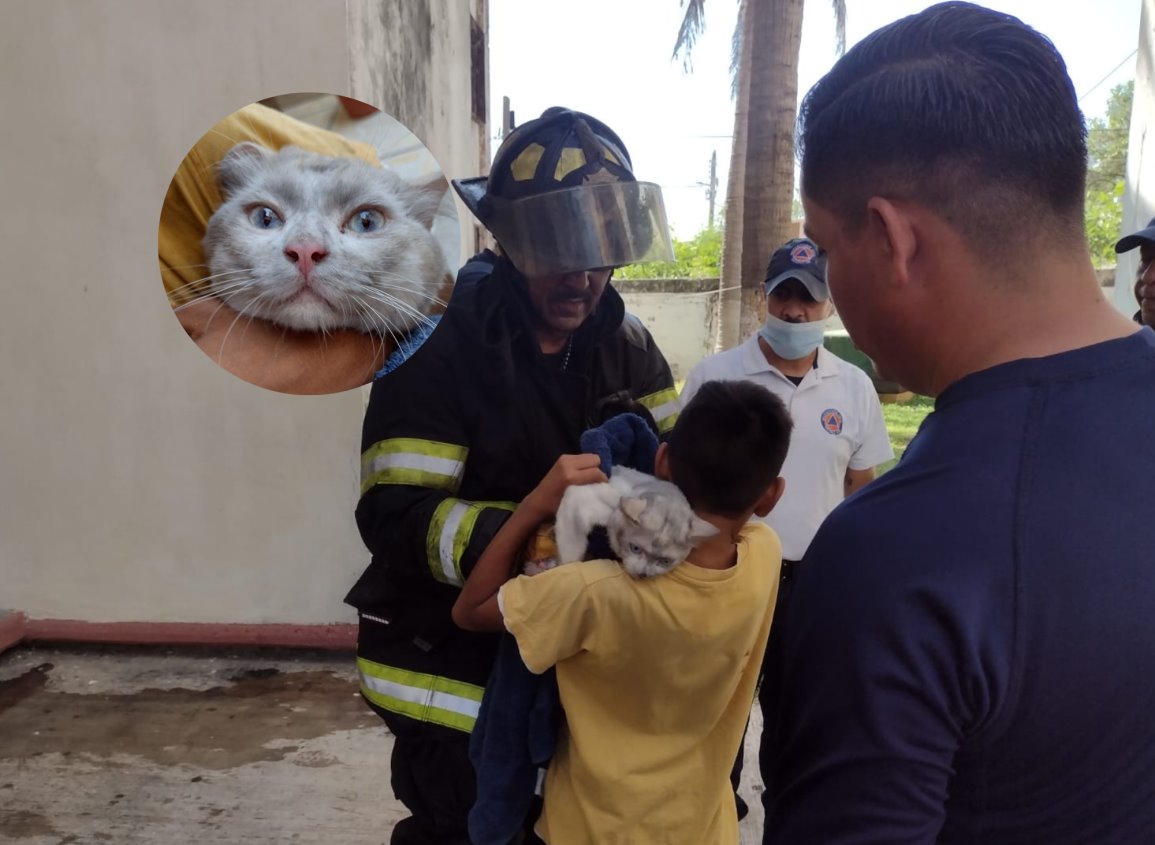 Pinky, el gato que se salvó de morir en un incendio en Veracruz (+video)