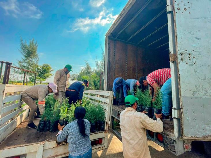 Llegan más de 9 mil árboles para reforestar Coatzacoalcos