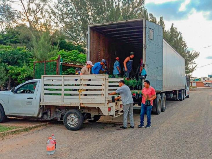 Llegan más de 9 mil árboles para reforestar Coatzacoalcos