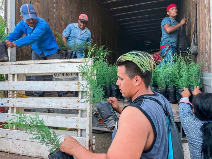 Llegan más de 9 mil árboles para reforestar Coatzacoalcos