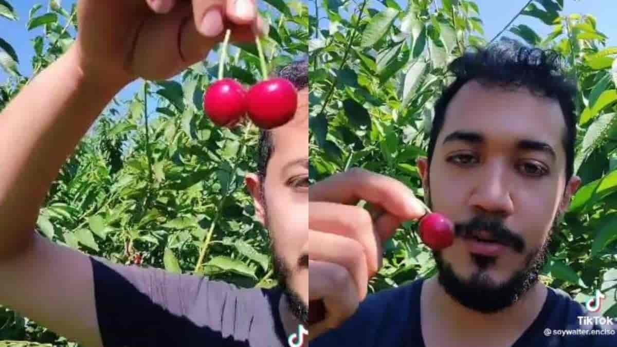 (+Video) Mexicano presume cómoda vida recolectando cerezas en Canadá