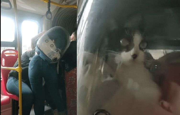 (Video) Mujeres y un gato entran a los golpes por un asiento en Metrobús en Colombia