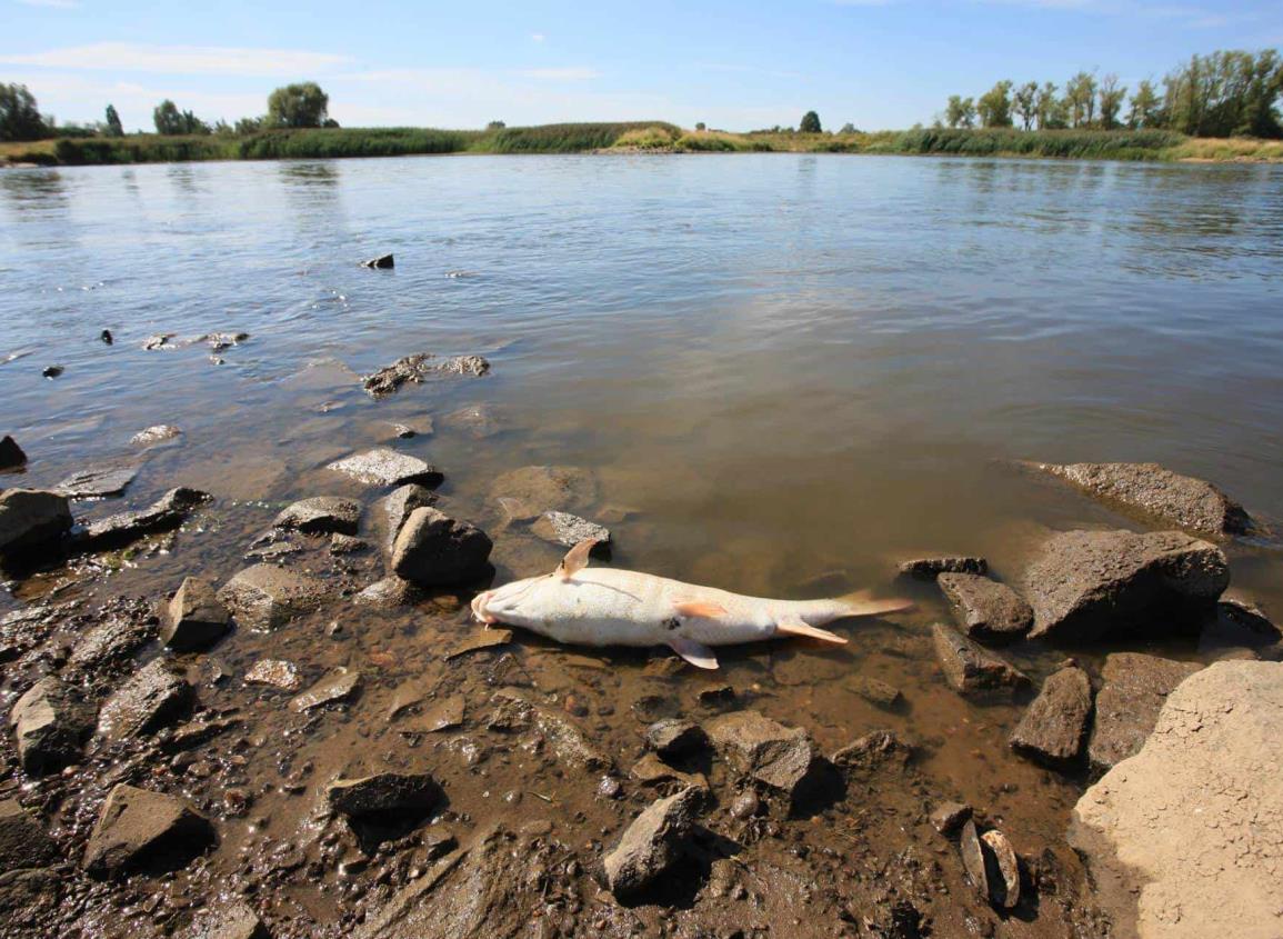 Contaminación en río de Alemania deja más de 300 toneladas de peces muertos