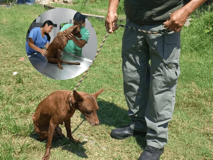 Rescatan a perrita con fractura de cadera en Veracruz, fue abandonada por sus dueños