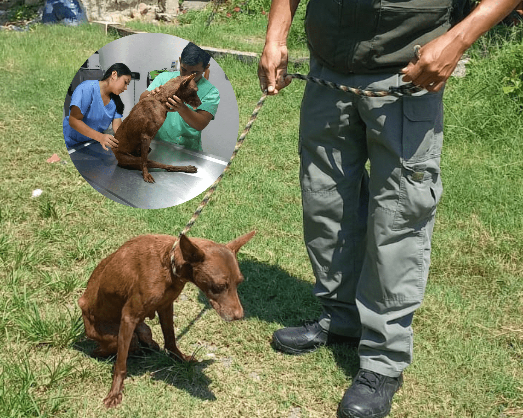 Rescatan a perrita con fractura de cadera en Veracruz, fue abandonada por sus dueños