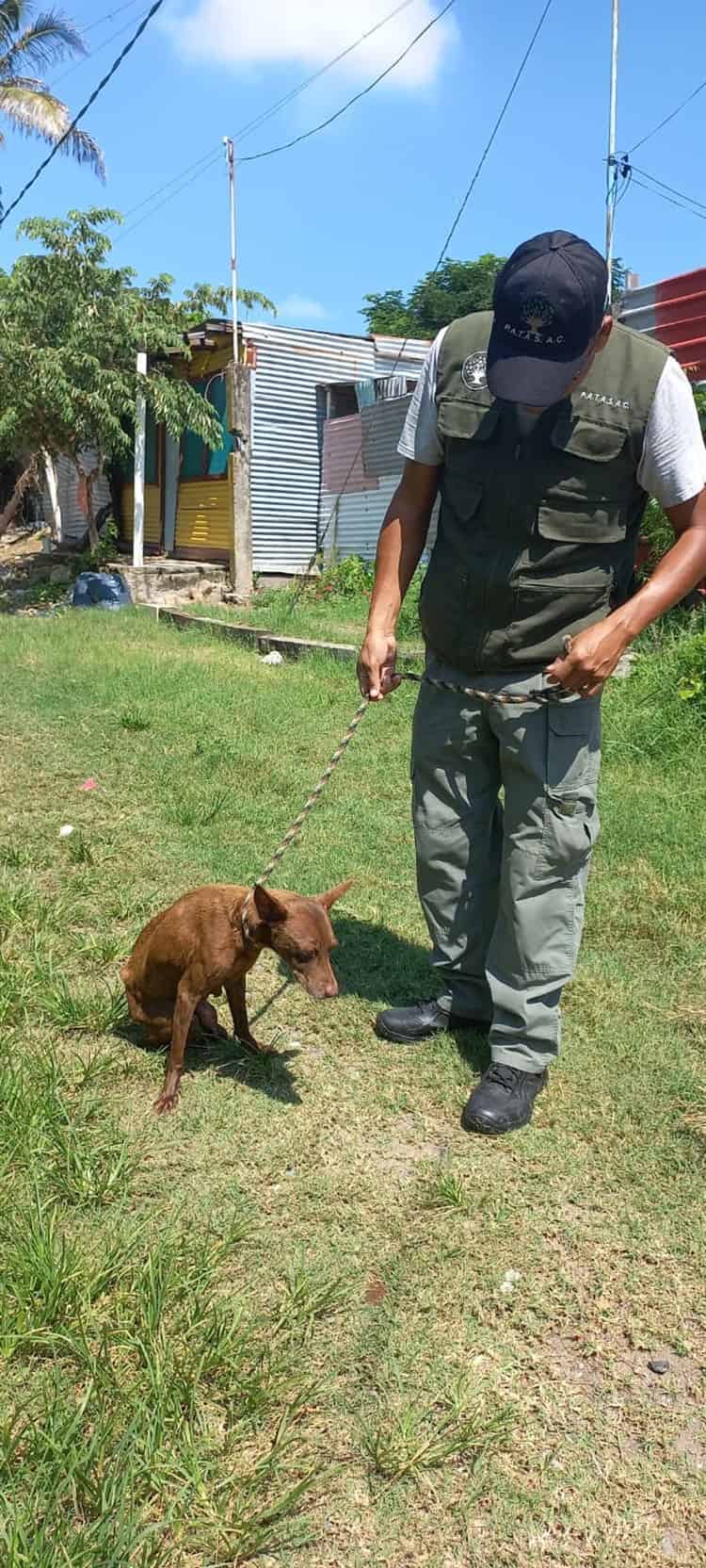 Rescatan a perrita con fractura de cadera en Veracruz, fue abandonada por sus dueños