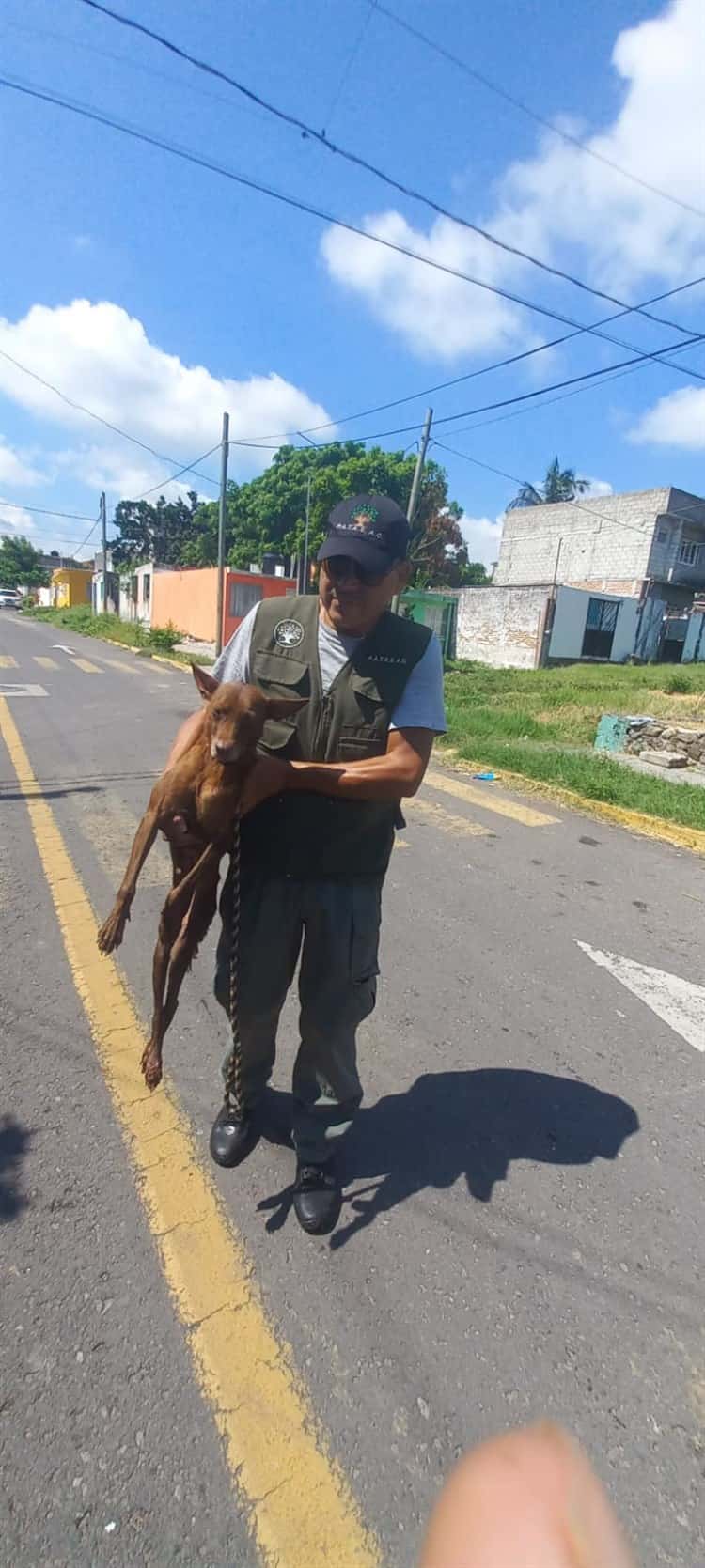 Rescatan a perrita con fractura de cadera en Veracruz, fue abandonada por sus dueños