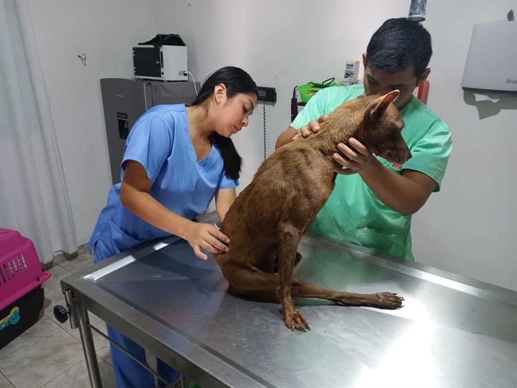 Rescatan a perrita con fractura de cadera en Veracruz, fue abandonada por sus dueños