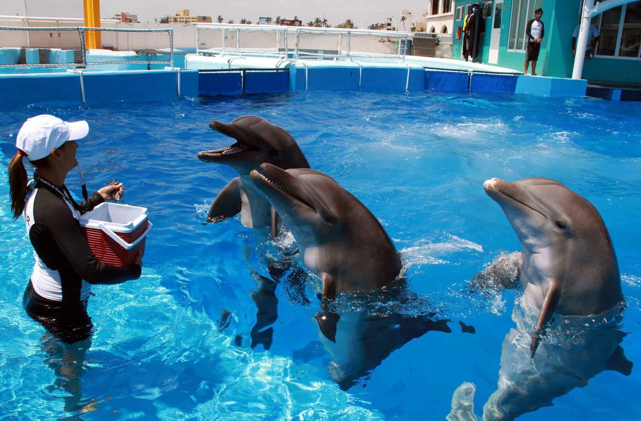 PMA prevé rehabilitación del delfinario en el Aquarium del Puerto de Veracruz