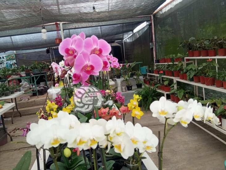 Veracruz alista flores para sus muertos; floricultura: miles viven de ellas (+Video)