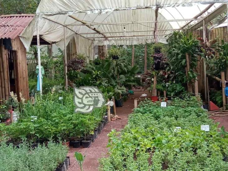 Veracruz alista flores para sus muertos; floricultura: miles viven de ellas (+Video)