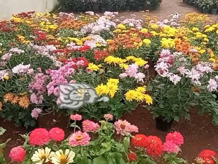 Veracruz alista flores para sus muertos; floricultura: miles viven de ellas (+Video)