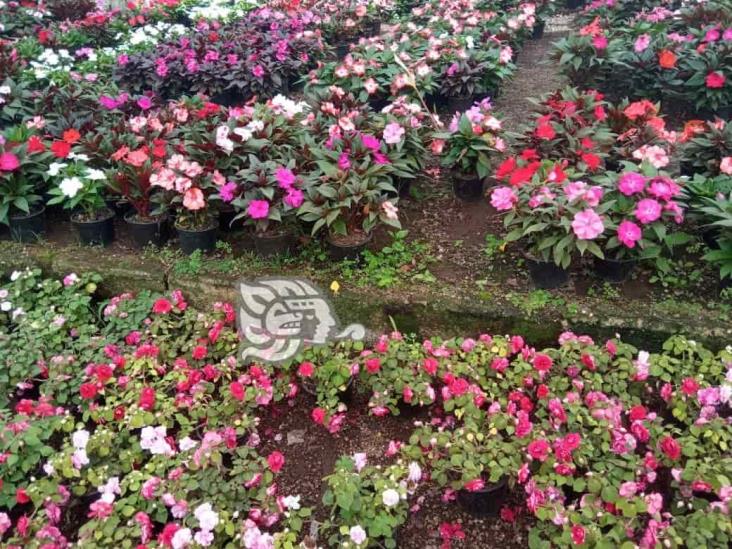 Veracruz alista flores para sus muertos; floricultura: miles viven de ellas (+Video)