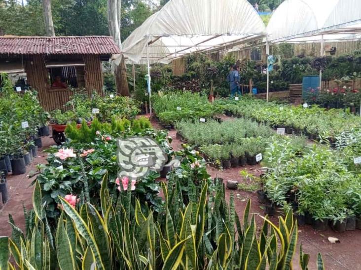 Veracruz alista flores para sus muertos; floricultura: miles viven de ellas (+Video)