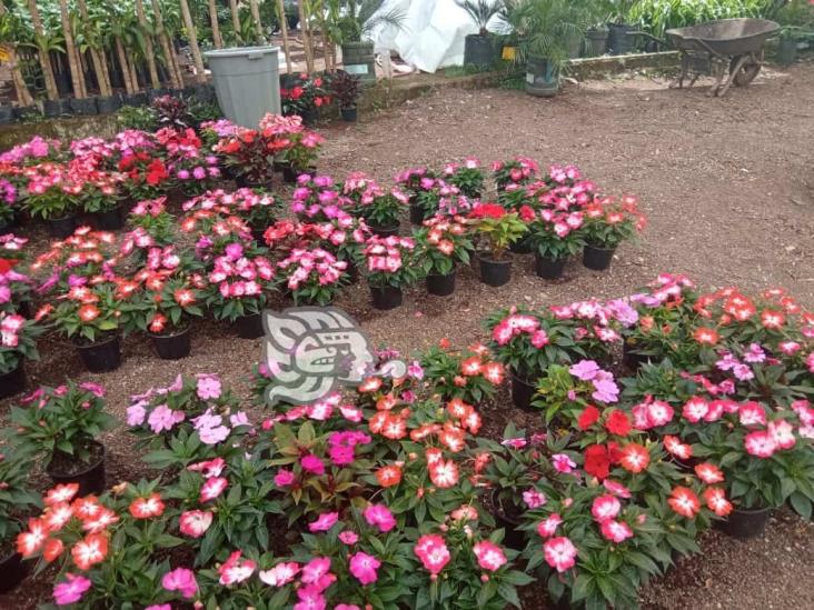 Veracruz alista flores para sus muertos; floricultura: miles viven de ellas (+Video)