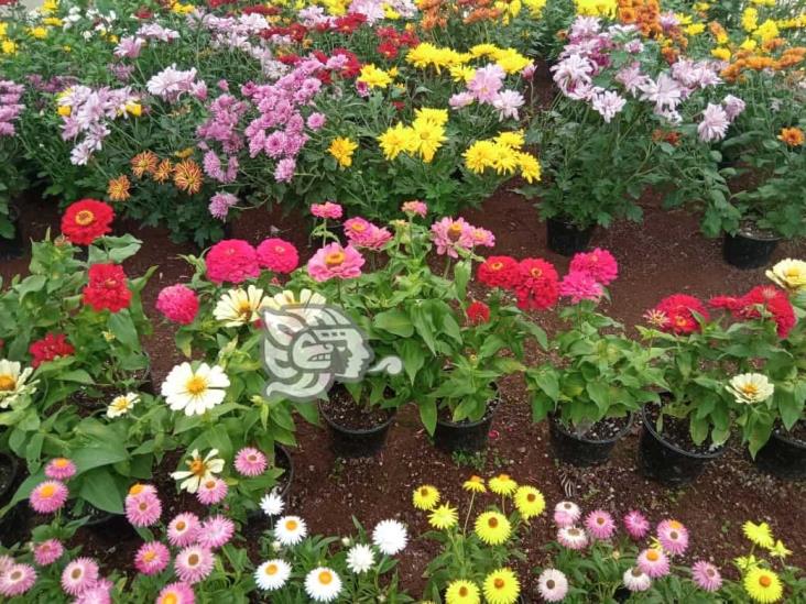 Veracruz alista flores para sus muertos; floricultura: miles viven de ellas (+Video)