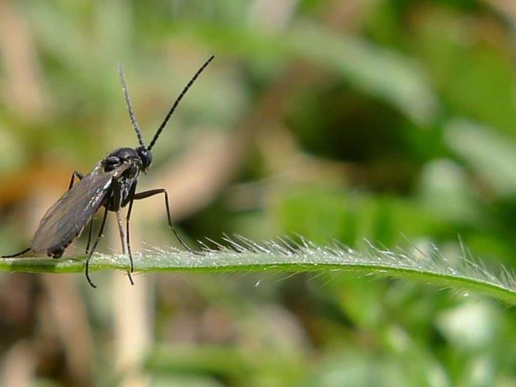 Advierten de plaga de la mosca negra en cultivos de higo