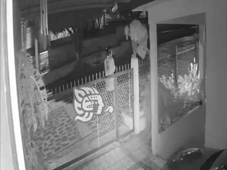 (+Video) Cámaras de vigilancia captan a sujetos robando un taller, en Misantla