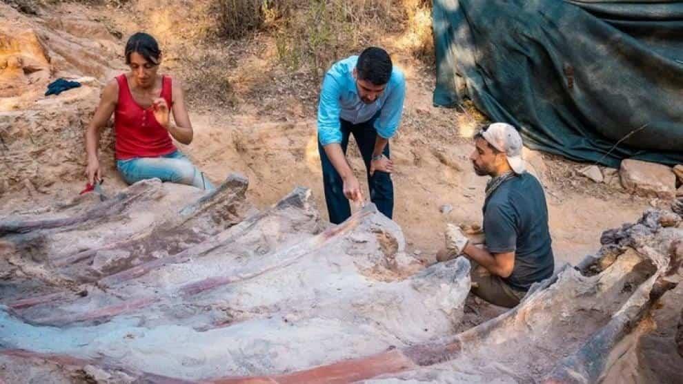 Osamenta de dinosaurio del periodo Jurásico fue hallada en Portugal