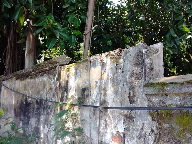 Vecinos de la Flores Magón piden ayuda para la integridad de la calle y un árbol