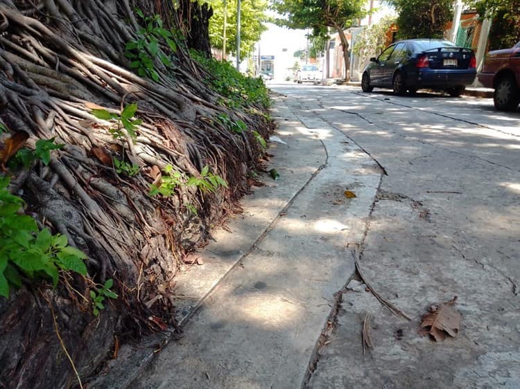 Vecinos de la Flores Magón piden ayuda para la integridad de la calle y un árbol