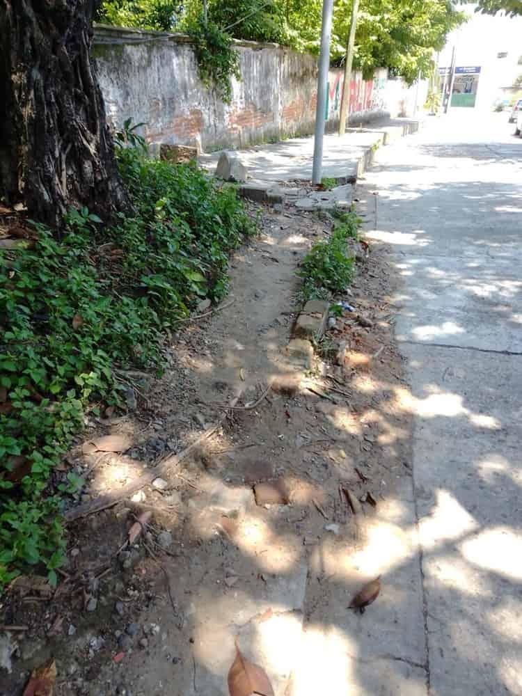 Vecinos de la Flores Magón piden ayuda para la integridad de la calle y un árbol