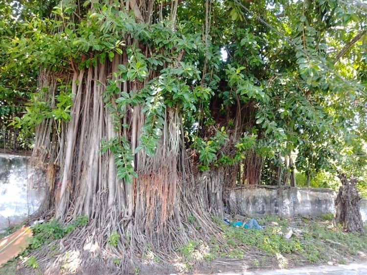 Vecinos de la Flores Magón piden ayuda para la integridad de la calle y un árbol