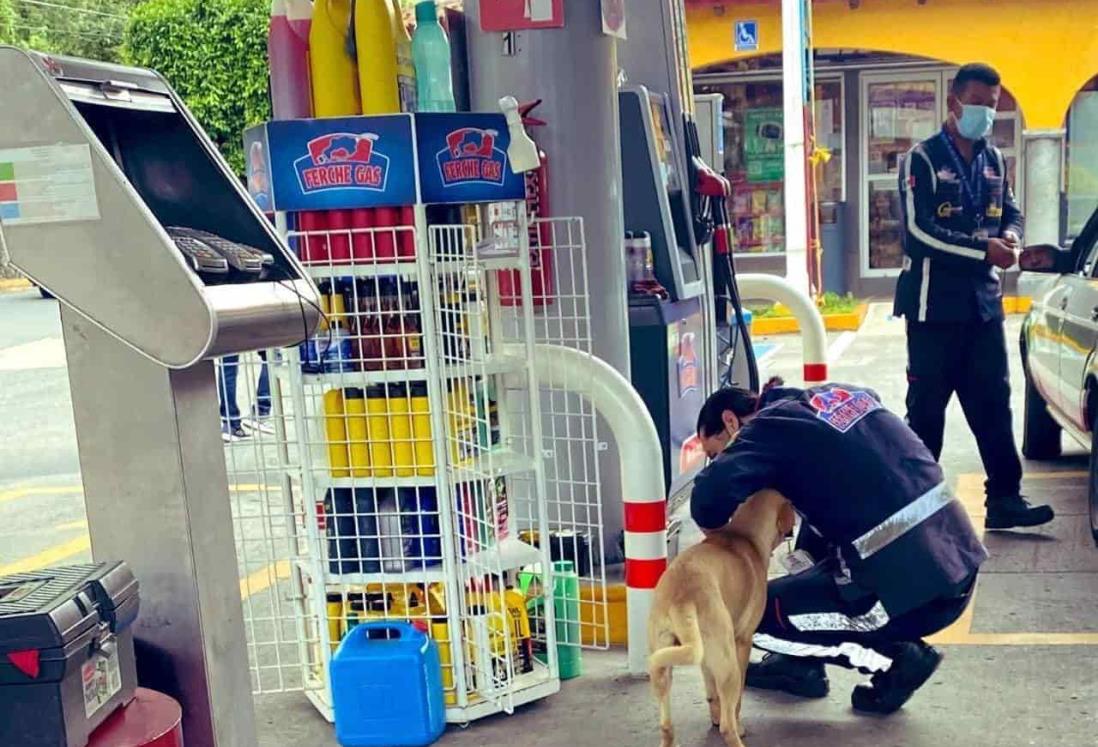 Perrito callejero se acerca a una gasolinera en Xalapa; empleado lo abraza