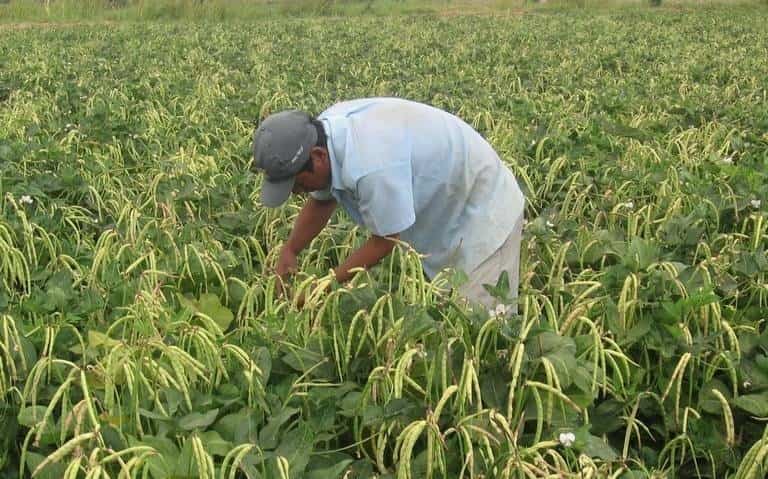 Recibirán 109 mdp para campañas Fito zoosanitarias en Veracruz