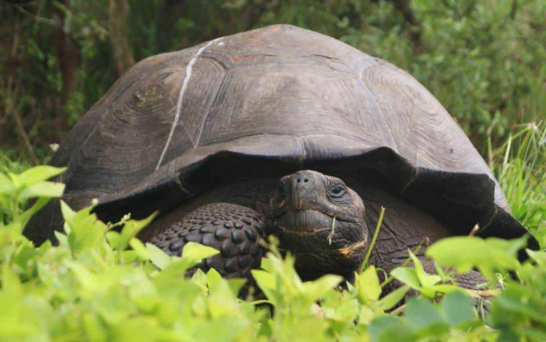 Fiscalía de Ecuador investiga cacería de tortugas gigantes